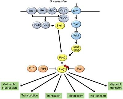 Stress-Activated Protein Kinases in Human Fungal Pathogens